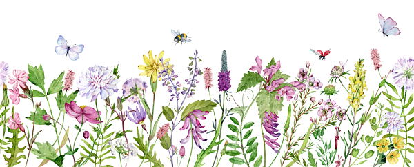 Auf dem Bild ist eien reihe von Wiesenblumen nebeneinander abgebildet über der en Schmetterling und eine Biene fliegt