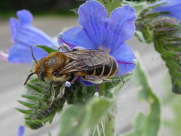 Eine Biene auf einer Blüte